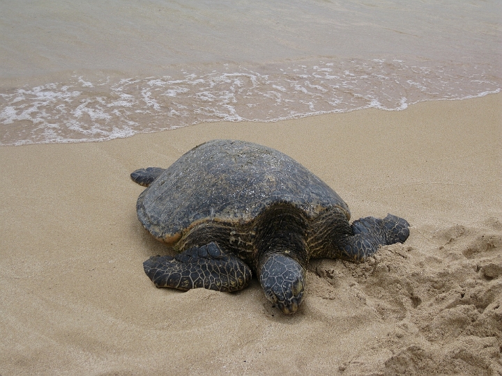 14 Turtle Beach.jpg